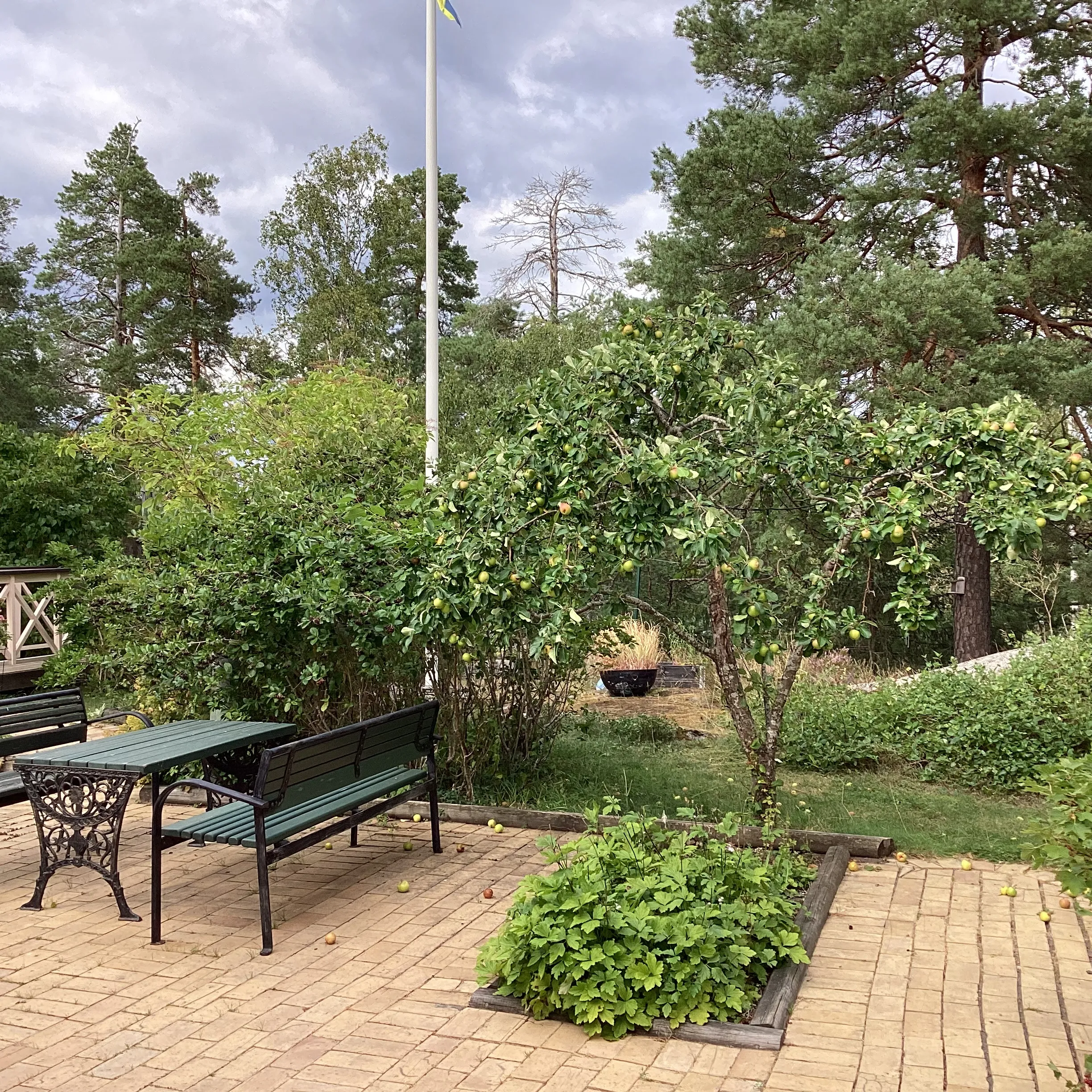 Äppelträd och sittplatser på föreningens baksida