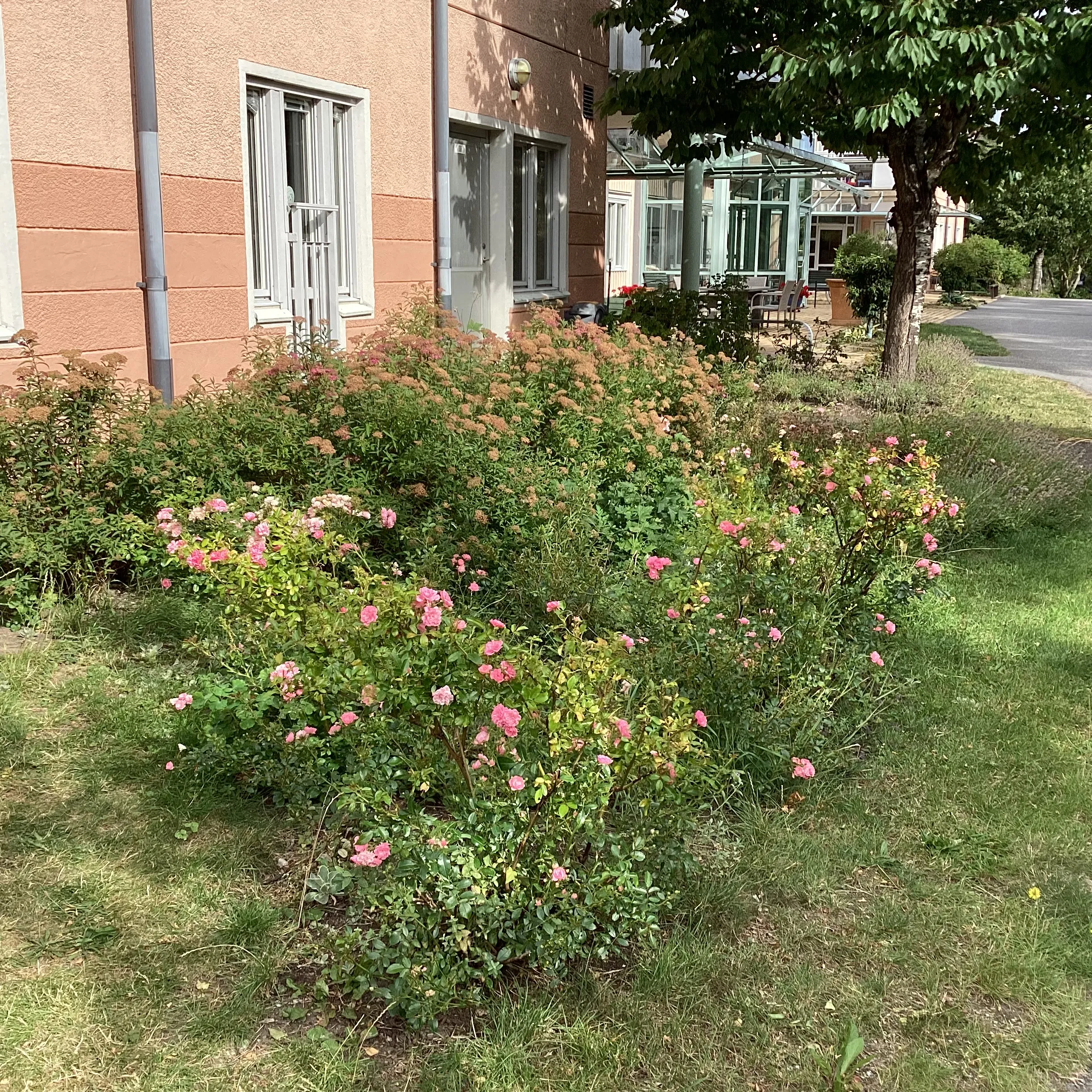 Blommande buskar vid föreningens framsida